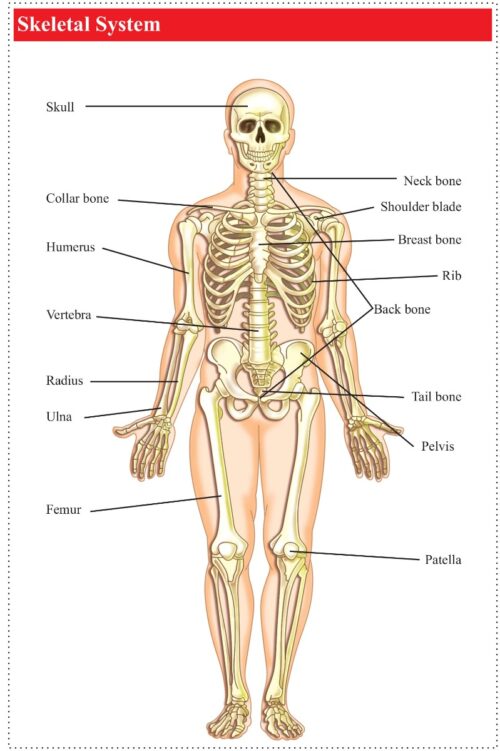 Simple Cut And Paste Activities For Young Artistis | Kids Activity Book | Picture Book For Kids | Human Body, Vehicles, Good Manners-9962