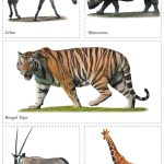 Cut and Paste Fun for Kids | Activity Book for Kids | Picture Book for Kids | Wild Animals, Domestic Animals, Sea Animals-9982