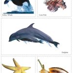 Cut and Paste Fun for Kids | Activity Book for Kids | Picture Book for Kids | Wild Animals, Domestic Animals, Sea Animals-9984