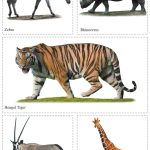 Cut and Paste Activity Book for Kids | Picture Book for Kids | Plants and Trees, Flowers, Wild Animals-9979