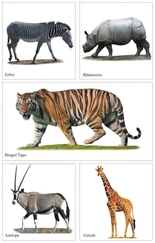 Cut And Paste Activity Book For Kids | Picture Book For Kids | Plants And Trees, Flowers, Wild Animals-9979