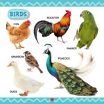 My First Library Animals and Birds : Picture Book for Kids-11190