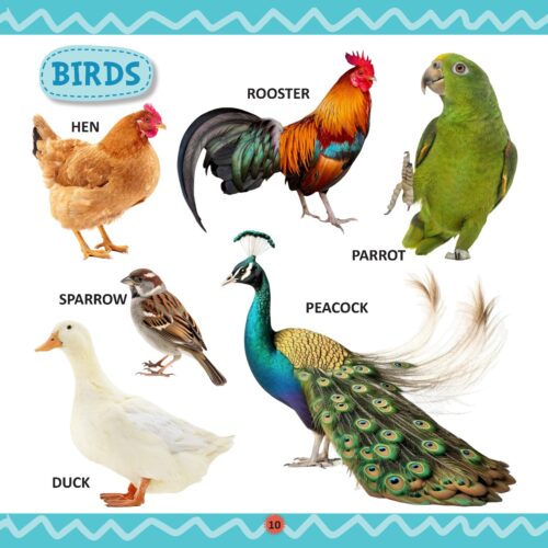 My First Library Animals And Birds : Picture Book For Kids-11190